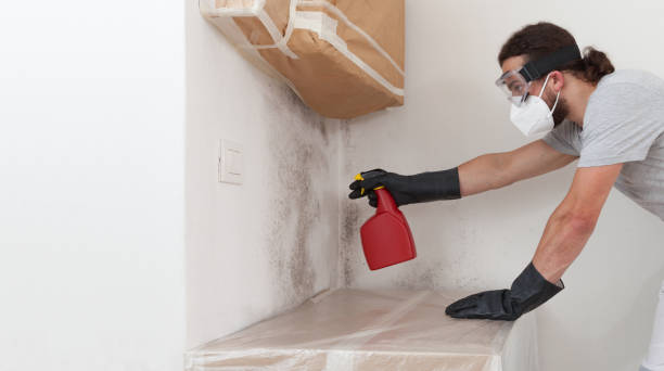 Professional Black Mold Removal technician working in Dallas, TX