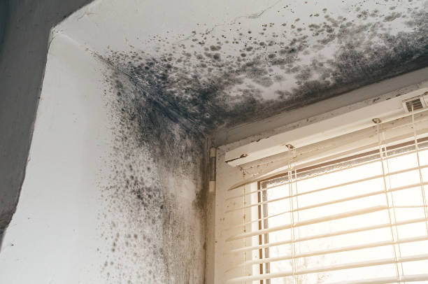 Trusted Attic Mold Removal service in Dallas, TX - Cheap Mold Removal